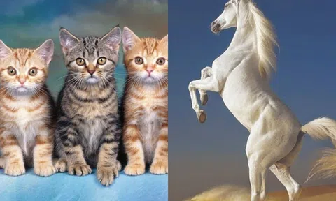 Từ ngày 1 tháng 12 đến ngày 20 tháng 12, 3 con giáp này sẽ đổi vận, trúng số lớn!