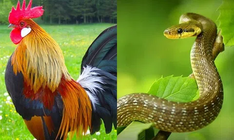 Từ ngày 1/12 đến ngày 30/12, 3 con giáp này sẽ kiếm được bộn tiền, cơ hội đầu tư đến liên tục!