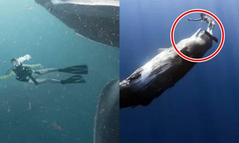 Điều gì sẽ xảy ra nếu con người vô tình bị cá voi nuốt chửng?