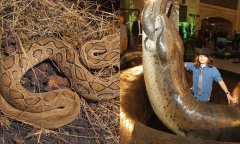 Sự thật số về loài rắn lớn nhất thế giới, loài nào có nọc độc đủ kết liễu 1 con voi?
