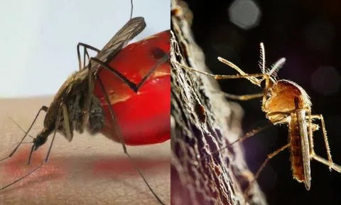 Muỗi có tác dụng gì trên trái đất? Hậu quả nghiêm trọng sẽ ra sao nếu tất cả chúng đều bị tiêu diệt?