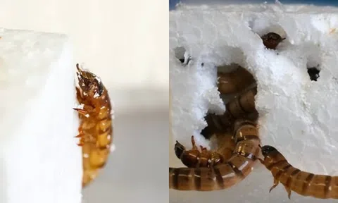 Các nhà khoa học phát hiện ra loài bọ ăn nhựa từ lâu, tại sao ít người biết đến?