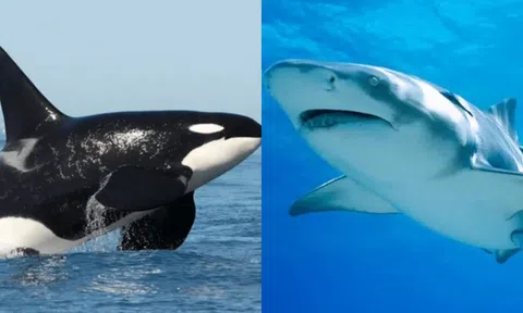 Tại sao loài cá voi có thể kết liễu cá mập nhưng lại thân thiện với con người?