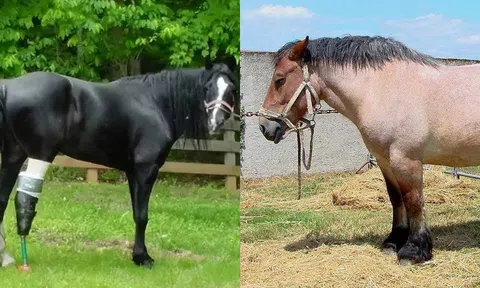 Sự thật sốc khi loại vật nuôi này bị gãy chân, buộc phải sử dụng đến biện pháp nhân đạo!