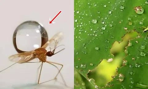 Giọt mưa rơi từ độ cao 10.000 mét và trúng muỗi, tại sao chúng không bị hạt mưa kết liễu?