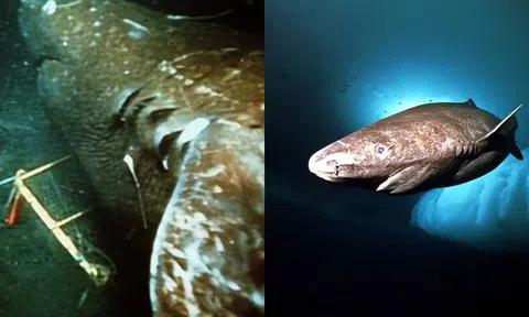 Độc đáo loài cá mập 150 tuổi mới bắt đầu giao phối, 'ân ái' bằng cách ‘cắn’!