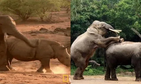 Tại sao voi châu Phi lại 'hãm hiếp' tê giác? Bí ẩn đằng sau là quy luật kinh ngạc của tự nhiên!