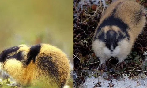 Bí ẩn loài chuột ‘tự vẫn tập thể’, theo nhau nhảy xuống biển: Lý do đằng sau gây xót xa!