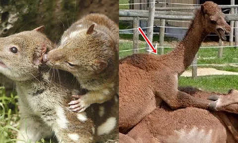 Chiêu giao phối bí ẩn nhất trong tự nhiên khiến con cái bị đánh lừa hoàn toàn!