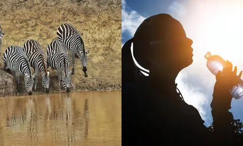 Tại sao con người phải lọc nước còn động vật thì có thể uống nước trực tiếp từ sông, hồ?