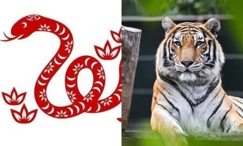 Một tuần nữa, sự nghiệp của bốn con giáp này sẽ thăng hạng, vận may ập đến