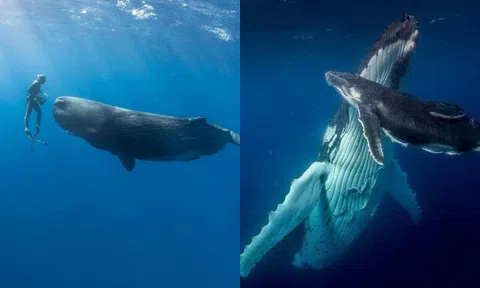 Cá voi phải nổi lên để thở nhưng lại thích ngủ dưới biển, tại sao chúng không bị chết ngạt?