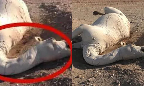Sự thật về việc không được chạm vào lạc đà chết ở sa mạc: Điều kinh khủng sẽ xảy ra?
