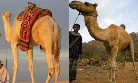 Khả năng nhịn đói khó tin của lạc đà trên sa mạc