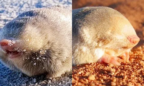 Loài chuột quý hiếm đã biến mất 87 năm xuất hiện trở lại ở Nam Phi: Đi lại mà không cần mắt!