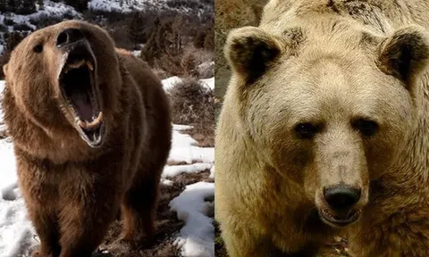 Loài gấu hiếm ở Himalaya chỉ còn 500 con: Có thể đá bay Báo tuyết và đè bẹp Sói hoang