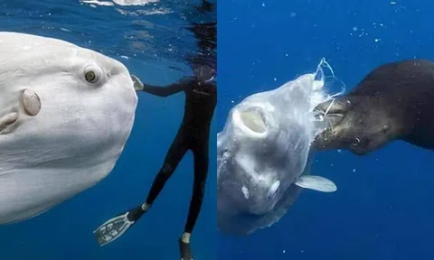 Loài cá không chịu trốn thoát ngay cả khi bị hải cẩu nhai, thực chất lại là kẻ mạnh mang 'sức mạnh y khoa'?