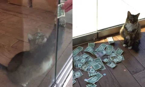 Thực hư về việc mèo ăn trộm tiền, những người biết sự thật đều im lặng!