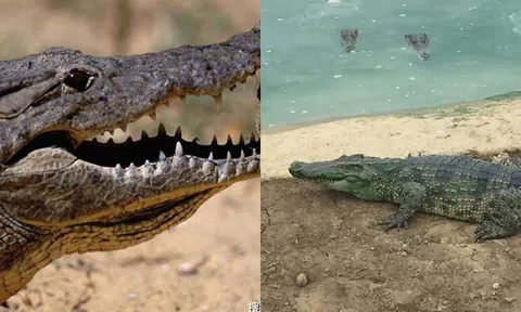 Loại động vật sống sót qua ba lần tuyệt chủng hàng loạt: Bị nhiều người 'hàm oan'