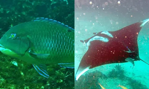 Top 3 loài cá thông minh nhất thế giới: Ghi nhớ đường cả hàng trăm km, dùng công cụ để kiếm ăn!