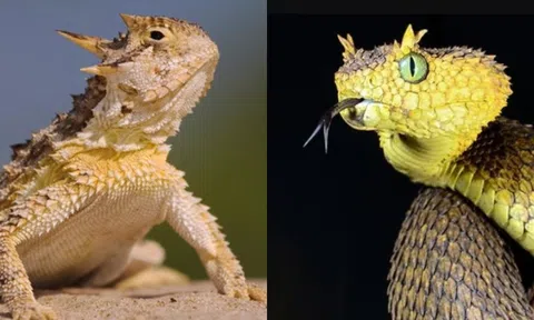 Bí ẩn về loại rắn, thằn lằn ‘mọc sừng’: Lợi ích của chúng là gì?
