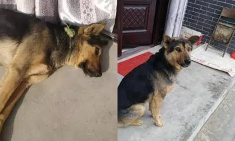 Tại sao 'Chó không cắn người chưa gặp mặt': Sự thật đằng sau gây sốc!