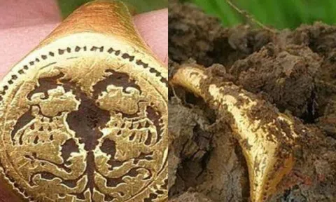 Người đàn ông đào được chiếc nhẫn vàng 500 năm trên đồng ruộng, sau khi được chuyên gia thẩm định, bảo tàng không dám lấy