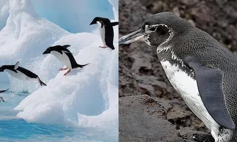 Tại sao không có chim cánh cụt ở Bắc Cực? Số phận hẩm hiu của 69 con chim cánh cụt từng bị thả đến Bắc Cực