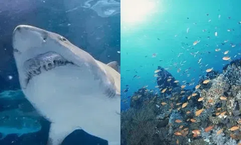 Động vật dưới biển uống nước lọc bằng cách nào? Bí mật đằng sau gây sửng sốt!