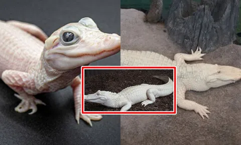 Trên thế giới chỉ có 8 con cá sấu màu trắng: Tất cả đều mắc chung 1 bệnh, không phải là bạch tạng!