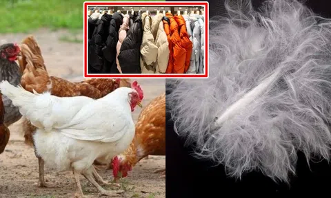 Tại sao chỉ có áo khoác lông vịt và lông ngỗng mà không có áo khoác 'lông gà?