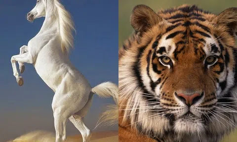 10 ngày nữa, 4 con giáp này sẽ có tài lộc dồi dào, điều ước sẽ thành hiện thực!