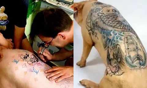 Độc lạ người đàn ông xăm hình cho lợn, bán cho Chanel liền được giá trên trời!