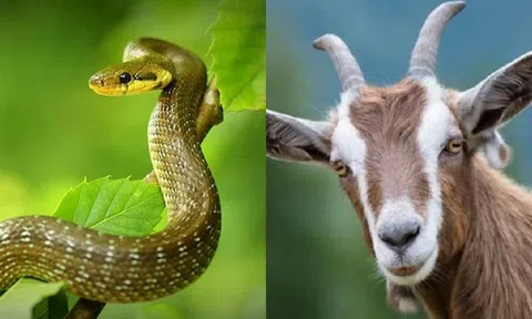 Trong tháng 12, các tuổi này sẽ tạm biệt khó khăn, bắt đầu giàu có từ tháng 1