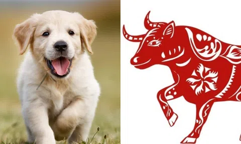 Vào ngày 22 tháng 12, các con giáp này sẽ đón vận may, tiền bạc chảy vào như suối