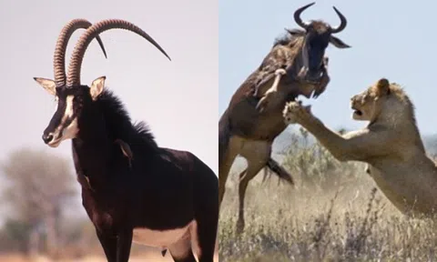 Loài Linh dương mạnh nhất thế giới, một mình nó có thể đánh bại hổ và sư tử