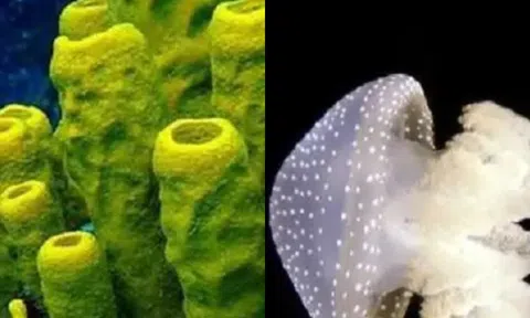 5 sinh vật sống lâu nhất thế giới, rùa biển đứng cuối cùng và loài đầu tiên có thể tự trẻ hóa