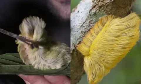 Loại sâu bướm trông giống tóc giả nhưng lại độc nhất: Chạm vào là đau thấu xương!