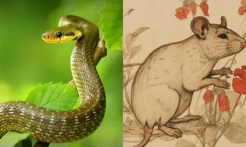 Bắt đầu từ tháng 1 tháng , các con giáp này sẽ gặp sẽ gặp nhiều may mắn và giàu có