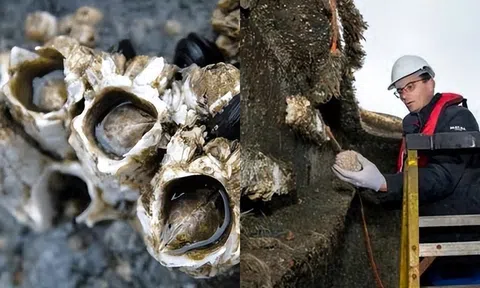 Độ nguy hiểm của loài hàu: Gây đau đớn cho cá voi, làm hại được cả 1 con tàu?