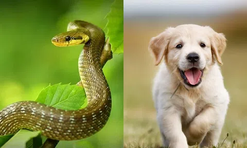 Từ cuối tháng này, những con giáp này sẽ gặp may mắn về tình duyên, tìm được bạn đời, có thể sống đến nhau đến già!