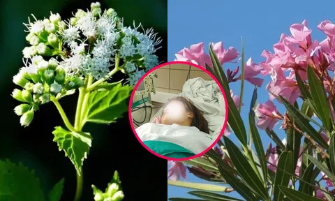 3 loại cây chứa kịch độc mạnh nhất thế giới: Có một loại gây tử vong cho mẹ Abraham Lincoln