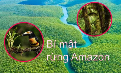 Bí mật ‘Lá phổi của Trái đất’ trong rừng rậm Amazon: Một khi biến mất sẽ ‘nguy to’?