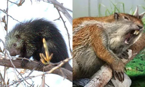 Bí ẩn loại động vật từ chối giao phối 1 năm sau khi con non chết