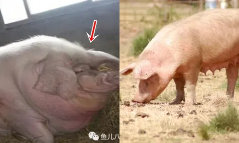 Một con lợn có thể lớn đến mức nào nếu không bị làm thịt? Con số được ghi vào Kỷ lục Guinness thế giới