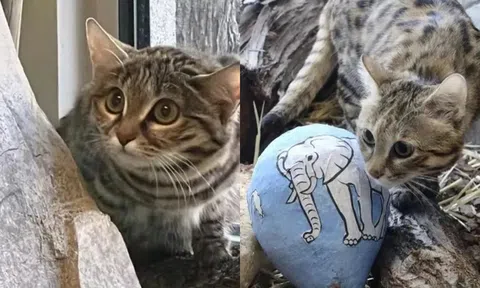 Loài mèo nguy hiểm nhất thế giới nặng chưa đến 2 kg, săn mồi giỏi hơn sư tử