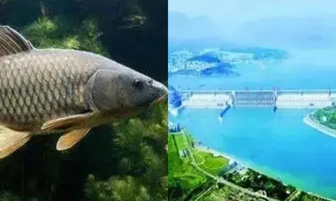 Đập Tam Hiệp có loài cá nước ngọt lớn nhất thế giới: Nặng tới hơn 700 kg