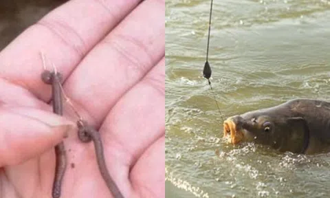 Cá sống dưới nước và giun đất sống dưới lòng đất, tại sao giun lại được làm mồi câu ưa thích?