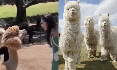 Loại thú thường xuyên nhổ nước bọt vào khách du lịch, nếu làm điều này sẽ nhận ngay 'bãi nôn'!