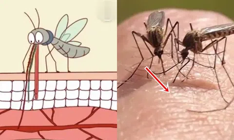 Bí ẩn cách muỗi biết chọn người để đốt, kiến ​​thức kinh hoàng được tiết lộ!